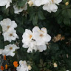 Meet your Posher, Ciarathomas917@gmail.com